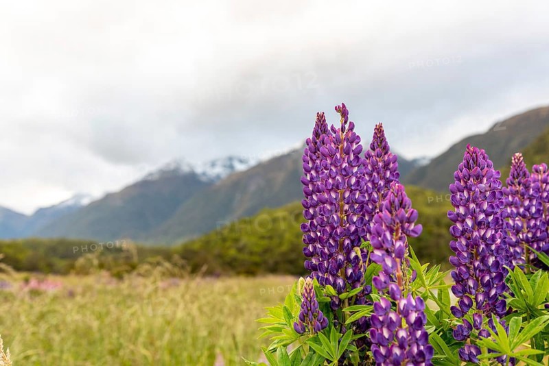 Arctic lupines blooming in the Southern Alps of New Zealand, Southland near Milford Sound