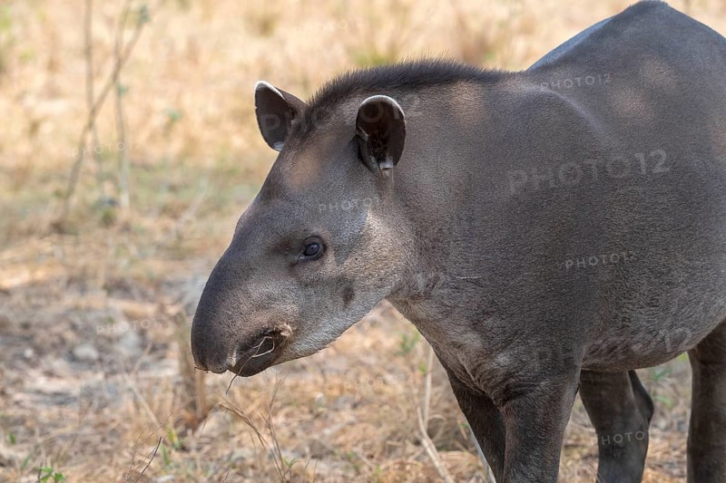 Lowland tapir (Tapirus terrestris), animal portrait, Pantanal, inland, wetland, UNESCO Biosphere Reserve, World Heritage Site, wetland biotope, Mato Grosso, Brazil, South America