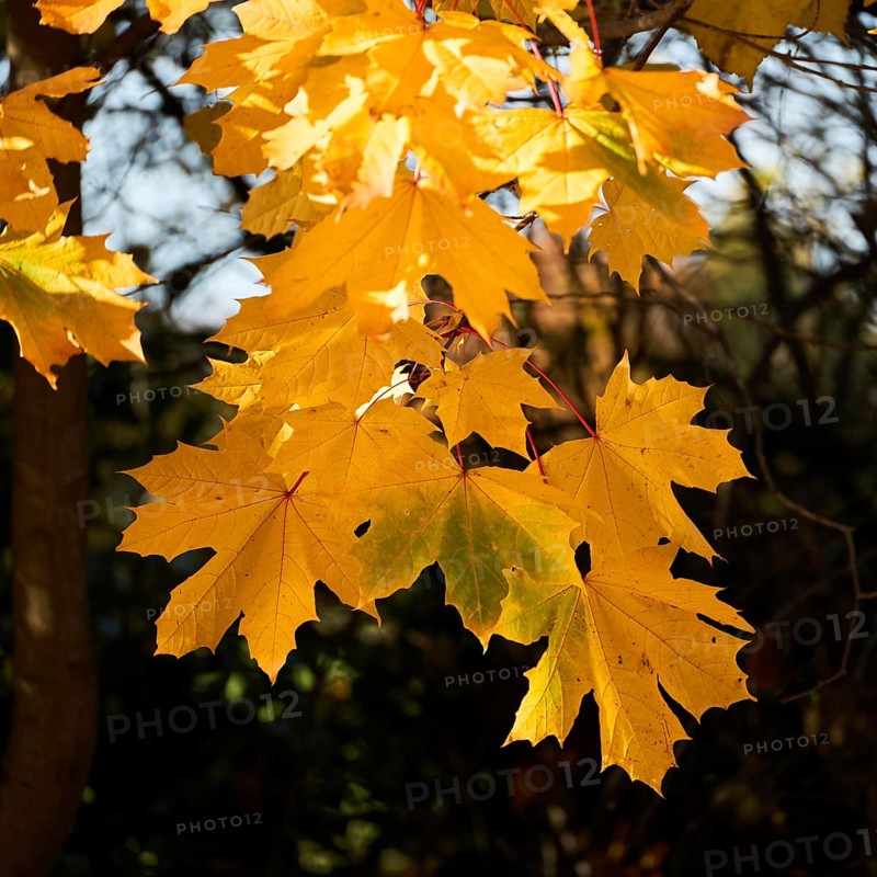 Sycamore, Acer pseudoplatanus, leaves glowing in the autumn sunshine