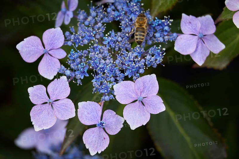 Blue Lacecap Hydrangea just beginning to flower