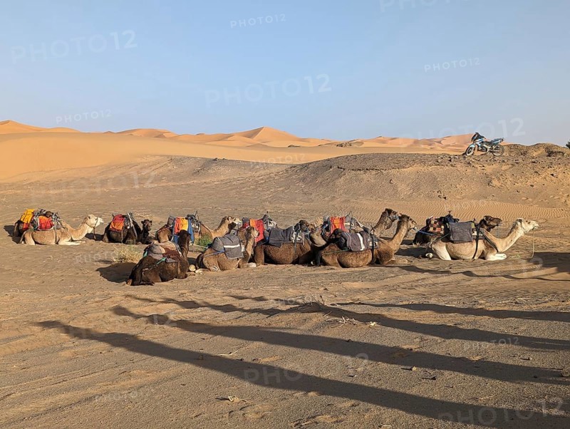 A caravan of dromedaries passing the Sahara desert in the evening, Erg Chebbi in Morocco