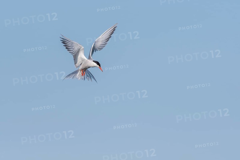 Common tern (Sterna hirundo) hovering over a marsh. Bas Rhin, Alsace, France, Europe