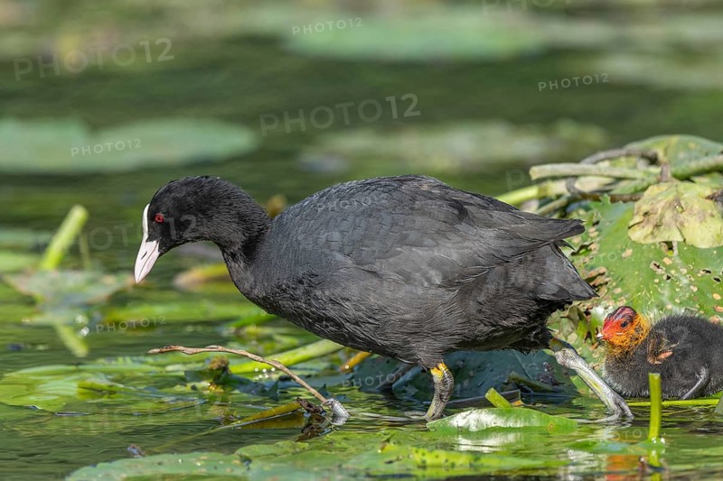 Eurasian burbot (Fulica atra) feeding its chicks. Bas Rhin, Alsace, France, Europe
