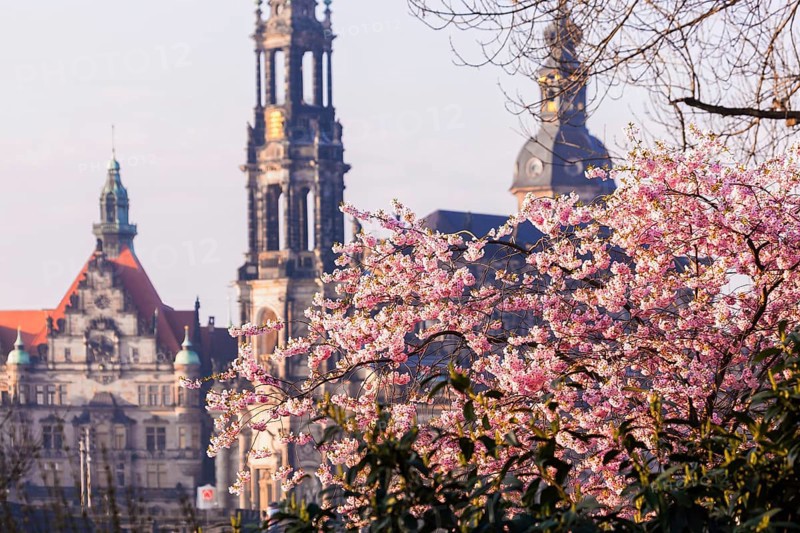 Spring on the Königsufer in Dresden