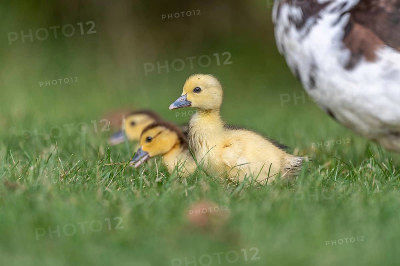 Female Muscovy Duck (Cairina moschata) with her chicks. Bas-Rhin, Collectivite europeenne d'Alsace, Grand Est, France, Europe