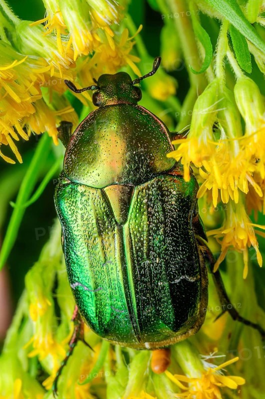 Rose Chafer (Cetonia aurata) on a yellow flower. Bas-Rhin, Collectivite europeenne d'Alsace, Grand Est, France, Europe