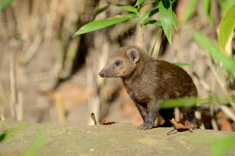 Common kusimanse (Crossarchus obscurus), juvenile, captive, occurrence in Africa