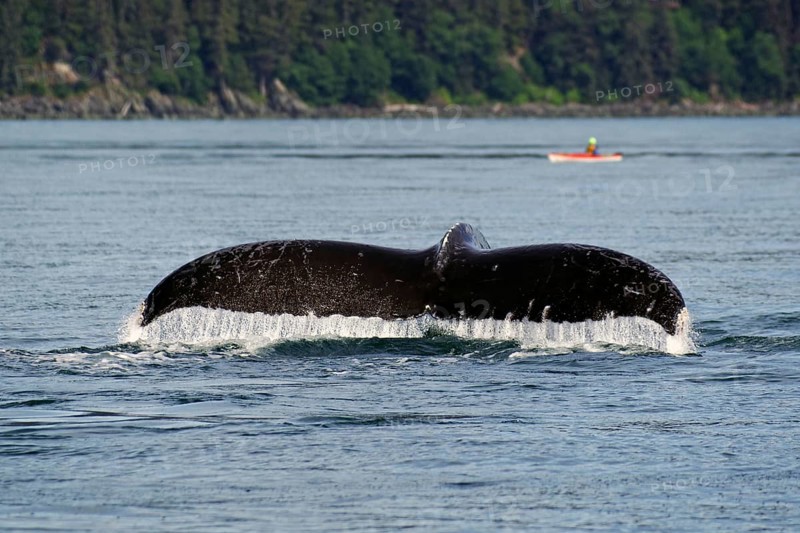 Fluke of a diving humpback whale, kayaker in the background, Inside Passage, Juneau, Alaska, USA, North America