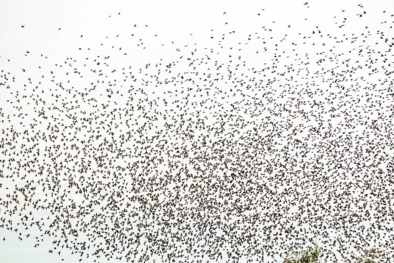 Common (Sturnus vulgaris) starlings fly together, in perfect symbiosis to protect themselves from enemies. Bas-Rhin, Collectivite europeenne d'Alsace, Grand Est, France, Europe