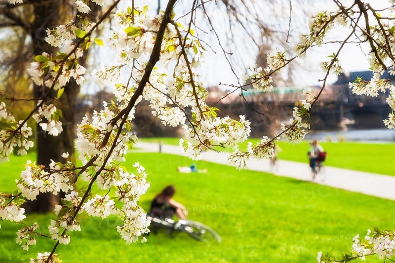 Spring on the Königsufer in Dresden