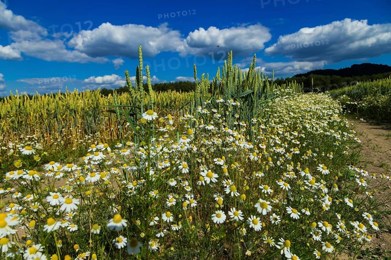 Field grassland near Gohrisch with wild daisies