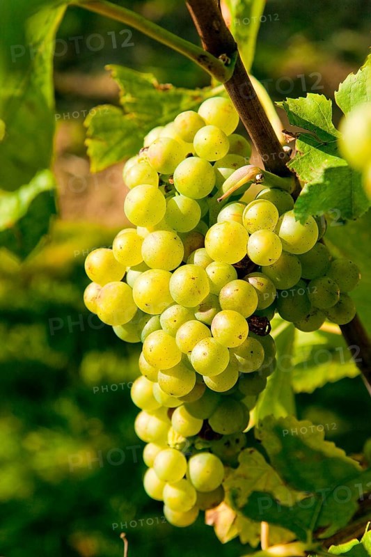 Proschwitz Winery
