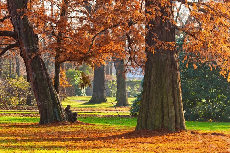 Pillnitz Palace Park Meadows at the Bergpalais