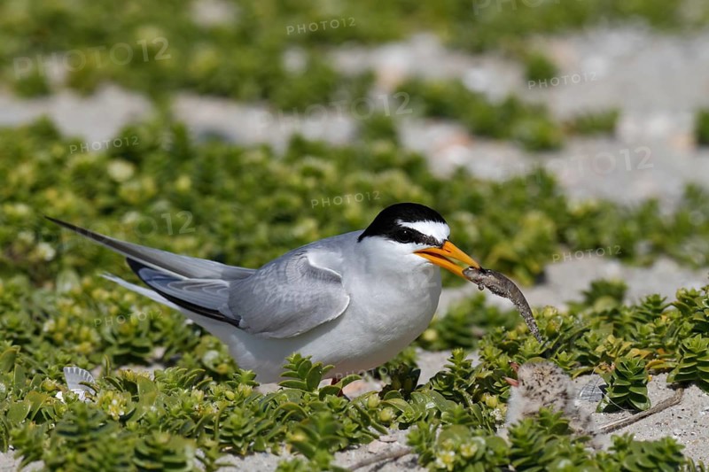 Little Tern (Sternula albifrons), juvenile with adult bird, Lower Saxon Wadden Sea National Park, East Frisian Islands, Lower Saxony, Germany, Europe