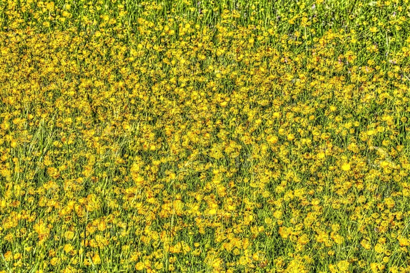Wildflower meadow, Ranunculaceae, buttercups, oil painting, bright flowers, yellow flowers creative, sea of flowers, carpet of flowers, artistic shot, yellow flowers alienated, plants, impressionistic art style, vivid spring atmosphere, allover, alienation, dense flower field, bright colours, garden, bed, plants, Germany, Europe