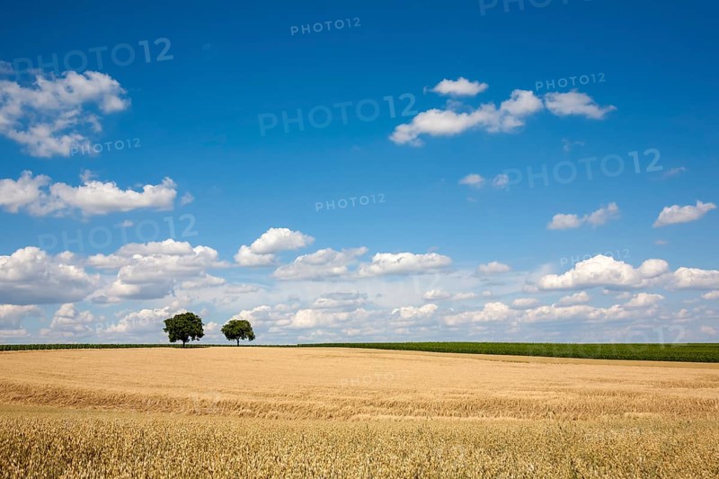 Grain field with common oat (Avena sativa), cloudy sky, Rhineland-Palatinate, Germany, Europe