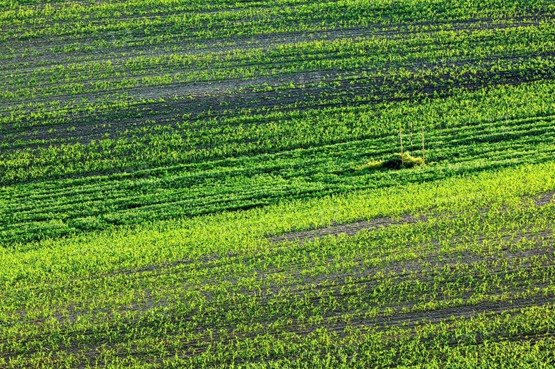European rural wallpaper, Moravian ploughed field with furrows and sprouts, Moravia, Czech Republic, Europe