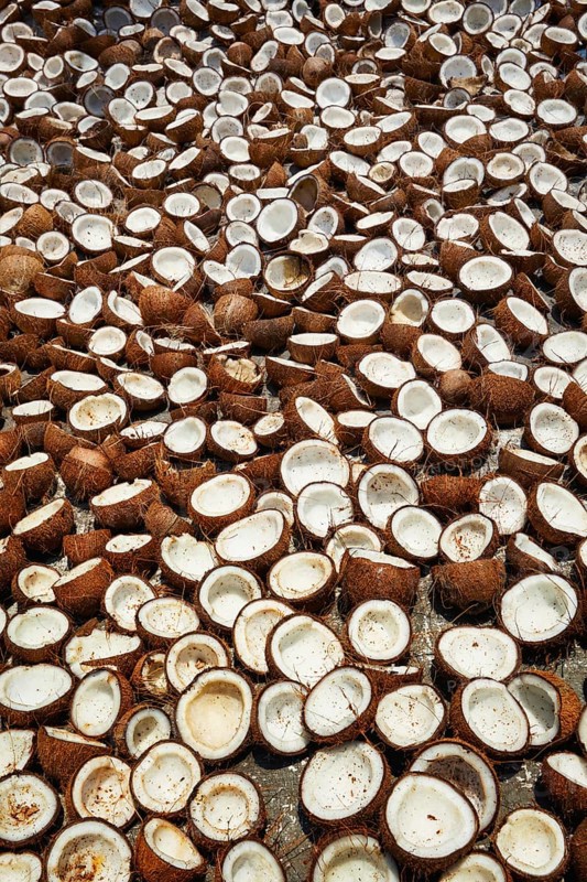 Drying coconuts in street, Kerala, South India