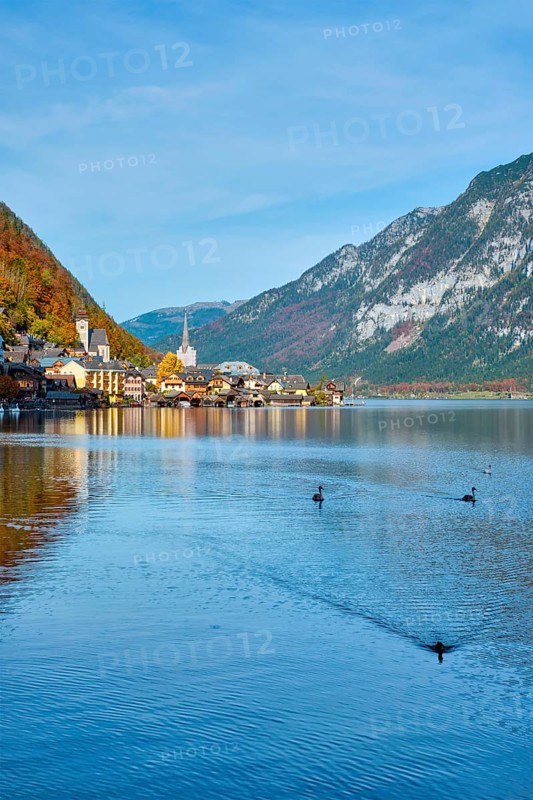 Austrian tourist destination Hallstatt village on Hallstatter See lake in Austrian alps with geese and swan in lake. Salzkammergut region, Austria, Europe
