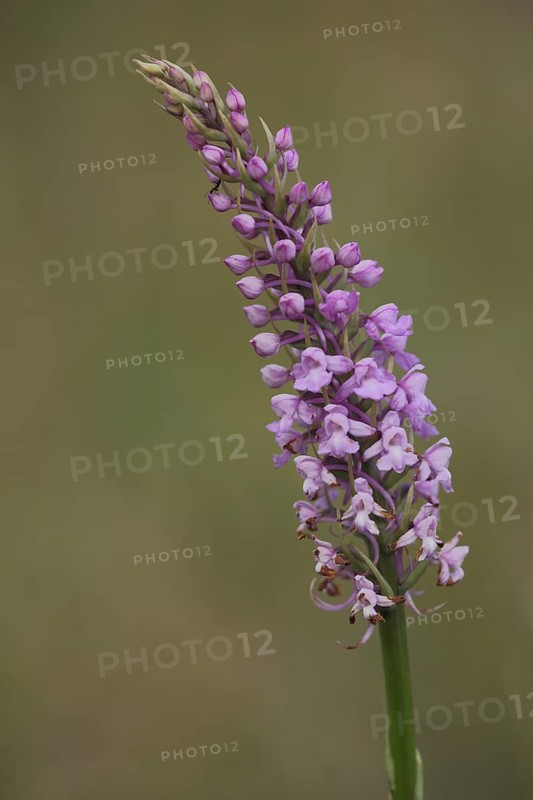Military orchid (Orchis militaris), Helm's orchid, Knabenkraut, orchid, bent, Ständelberg, Rammersberg, Mäusberg, Karlstadter Trockengebiete, Wiesenfeld, Karlstadt, Main, Lower Franconia, Franconia, Bavaria, Germany, Europe