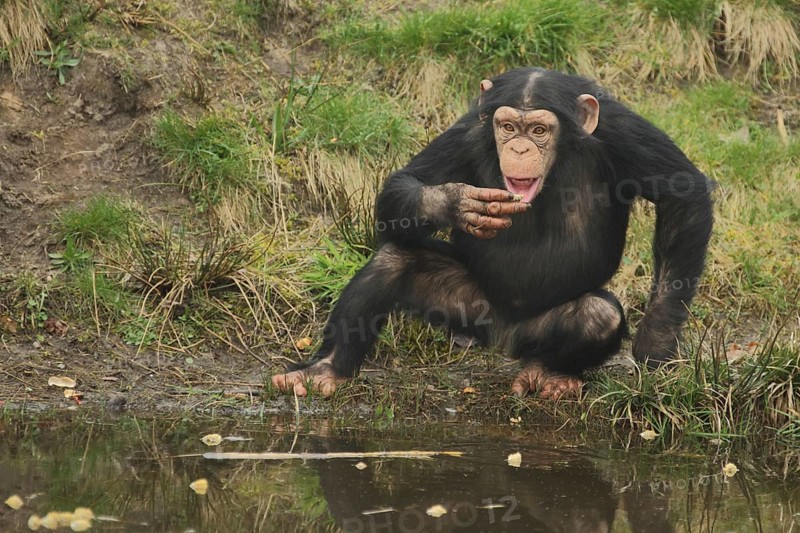 Common chimpanzee (Pan troglodytes), sitting, water, shore, gesture, arm, mouth, open, apes, great apes (Hominidae), Anthropoidae, catarrhines (Catarrhini), monkeys, dry-nosed monkeys, ape, primates, primate, gentleman animals, dry-nosed monkey, primates, haplorhini, mammal, animal, vertebrate, captive