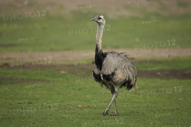 Common ostrich (Struthio camelus), captive