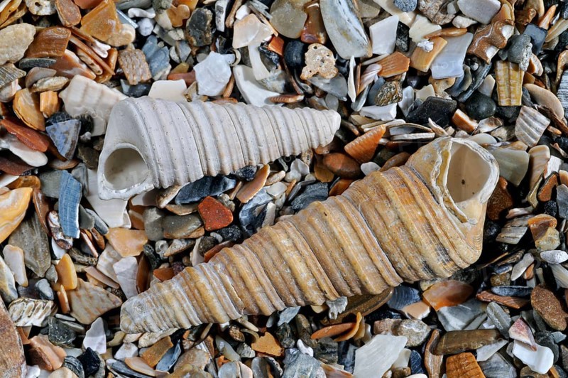 Common pelican foot, Common pelican feet, Other animals, Shells, Animals, Molluscs, Turret-shell, Auger shell, common tower shell (Turritella communis) fossils on beach