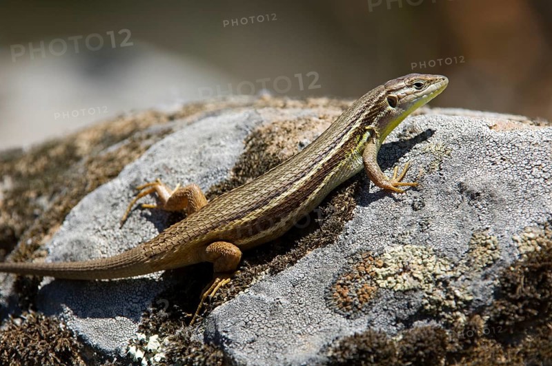 Large psammodromus (Psammodromus algirus) (Lacerta algira) basking on rock