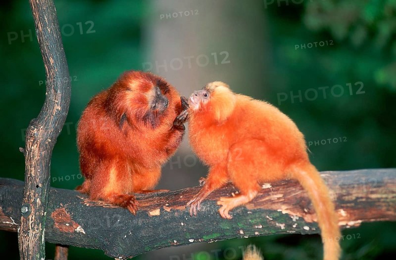 Golden Lion Tamarins, grooming (Leontopithecus rosalia rosalia)