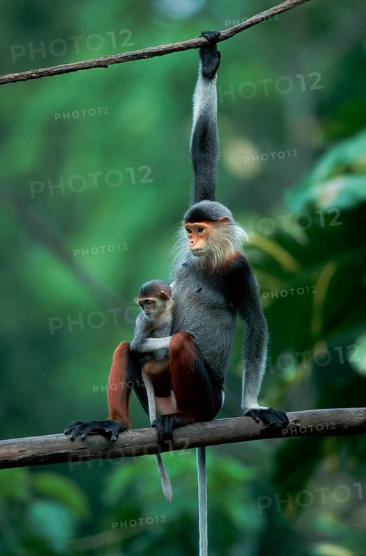Red-shanked Douc (Pygathrix nemaeus) Langurs, female with young