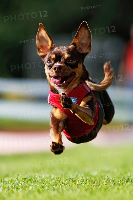 A miniature pinscher running across a meadow, Baden-Württemberg, Germany, Europe