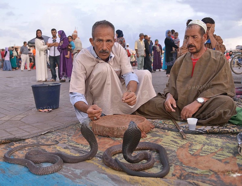 Snake charmers on the Jemaa el-Fnaa market square, Marrakech, Marrakesh-Tensift-El Haouz region, Morocco, Africa