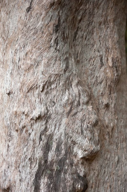 Structure, texture, relief, nature, tree, tree trunk, tree bark, art, detail