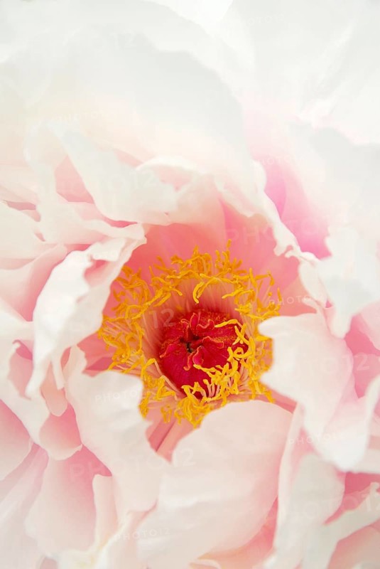 Peony 'Kaoh' (Paeonia suffruticosa), shrub peony