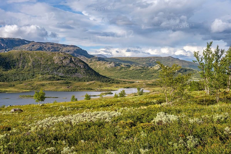 Barren mountain landscape with lake and birch trees, Gjendehøe mountain, Leirungen nedre lake, Fjell, Øystre Slidre, Jotunheimen National Park, Norway, Europe