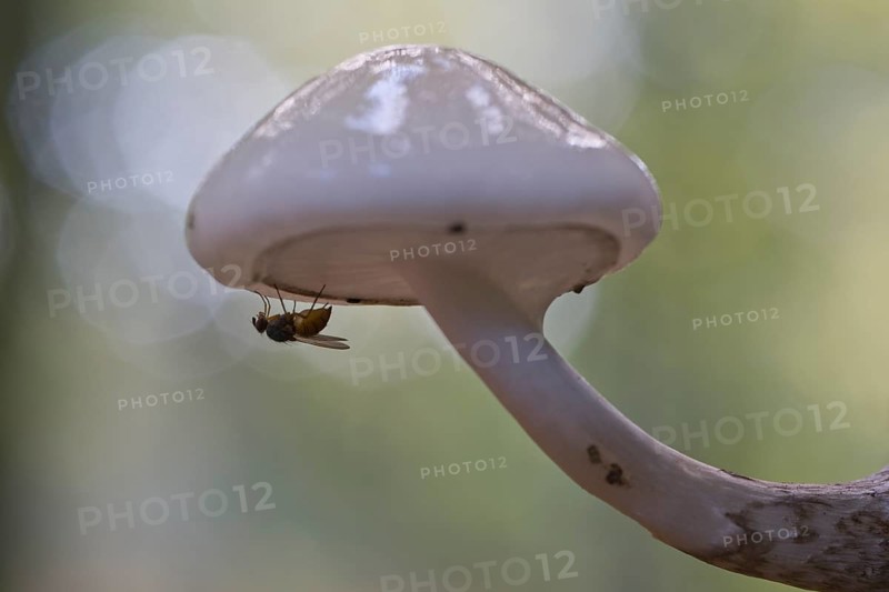 Porcelain fungi (Oudemansiella mucida), Emsland, Lower Saxony, Germany, Europe