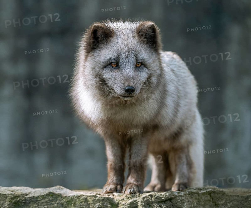 Arctic fox (Vulpes lagopus) or ice fox standing on a rock, Germany, Europe