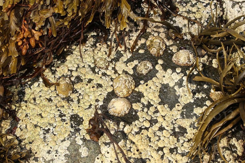 Common barnacles (Semibalanus balanoides) and mussels surrounded by seaweed (algae) on a rock, Lofoten, NorwayT