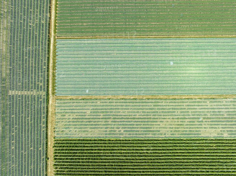 Aerial view of an apple orchard with hail protection