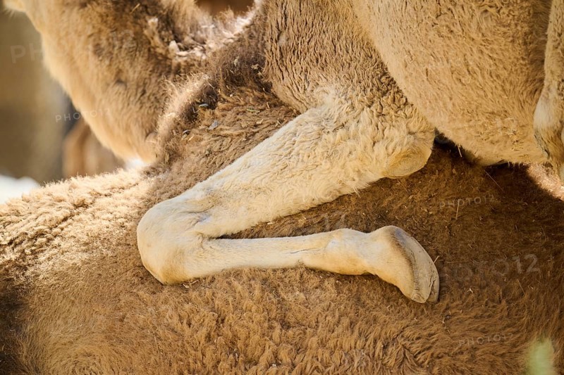 Dromedary (Camelus dromedarius), foot, detail, Spain, Europe