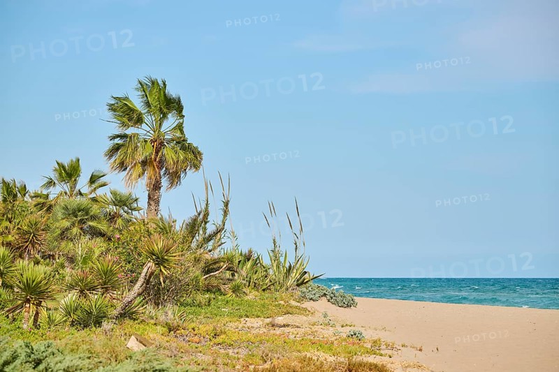 Mexican fan palm (Washingtonia robusta) at sunrise growing on a beach near Tarragona, Catalonia, Spain, Europe