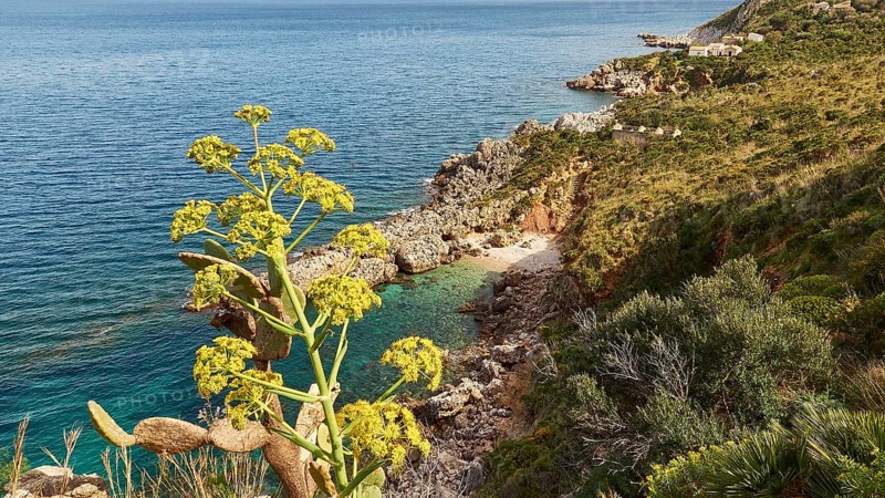 Yellow (euphorbia), small pebble beach, green bay, rocks, Zingaro, national park, nature reserve, northwest, Sicily, Italy, Europe