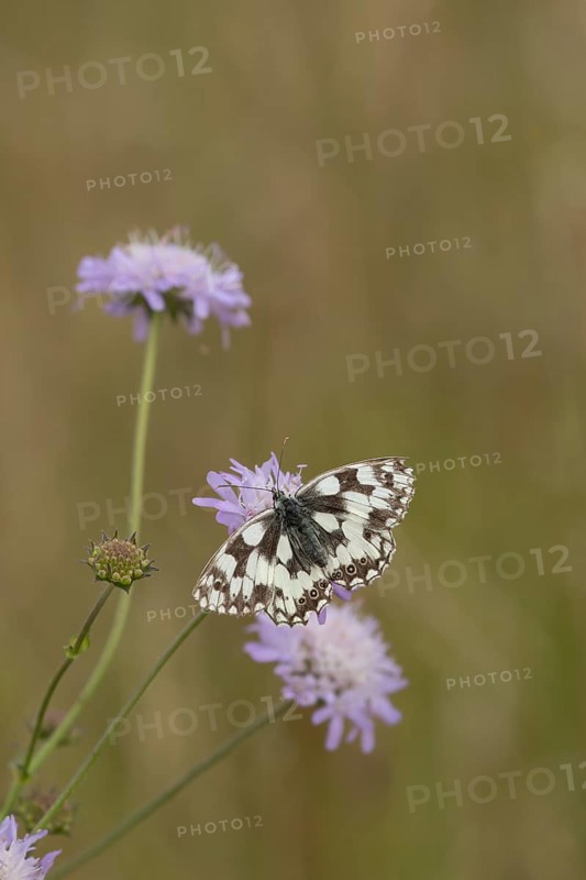 Marbled white (Melanargia galathea) butterfly adult feeding on a Field scabious (Knautia arvensis) flower, Suffolk, England, United Kingdom, Europe