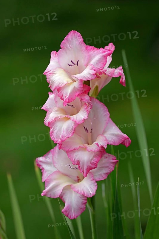 Sword lily (Gladiolus), Kiel, Schleswig-Holstein, Germany, Europe