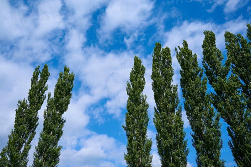 Poplar, Tree row, Sky, Clouds, Ossiach, Lake Ossiach, Carinthia, Austria, Europe