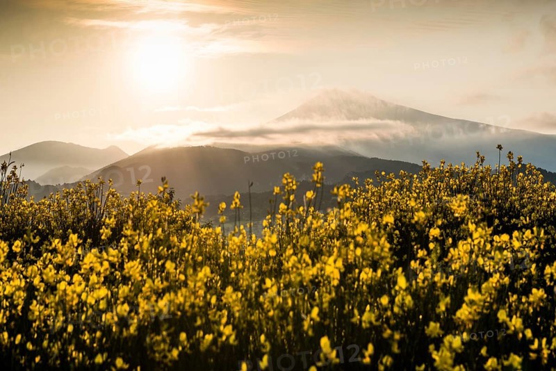 Sunrise and broom in bloom, Mont Ventoux, Dentelles de Montmirail, Département Vaucluse, Provence, Provence-Alpes-Côte dAzur, France, Europe