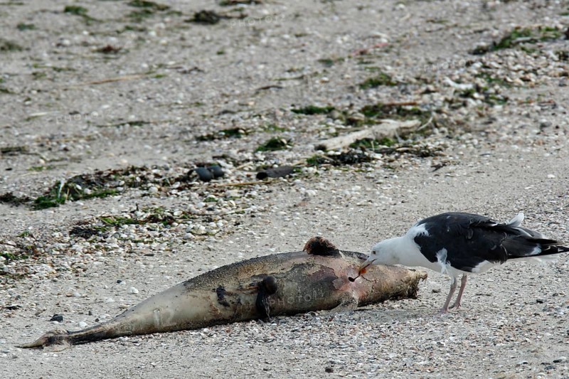 Harbor seal (Phoca vitulina), found dead on the beach, carcass serves as food for a great gull, example of material cycles in nature, Lower Saxony Wadden Sea National Park, Lower Saxony, Germany, Europe