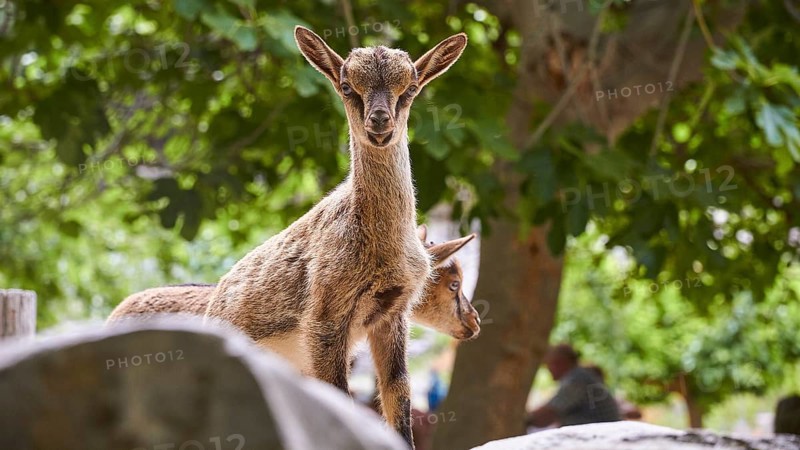 Kri-kri, endangered endemic Cretan wild goat, two small Kri-Kris, one looking directly at the camera, Samaria settlement, resting place, Samaria Gorge, Samaria, gorge, national park, Omalos, Lefka Ori, White Mountains, West Crete, island of Crete, Greece, Europe
