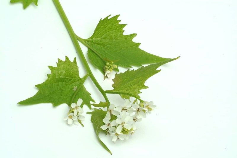 Garlic rue, garlic rue, medicinal plant, seasoning plant, spice, herb, wild plant, medicinal use, Allaria officinalis, Alliaria comune