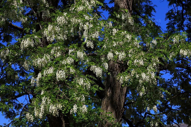 Flowering black locust (Robinia pseudoacacia)